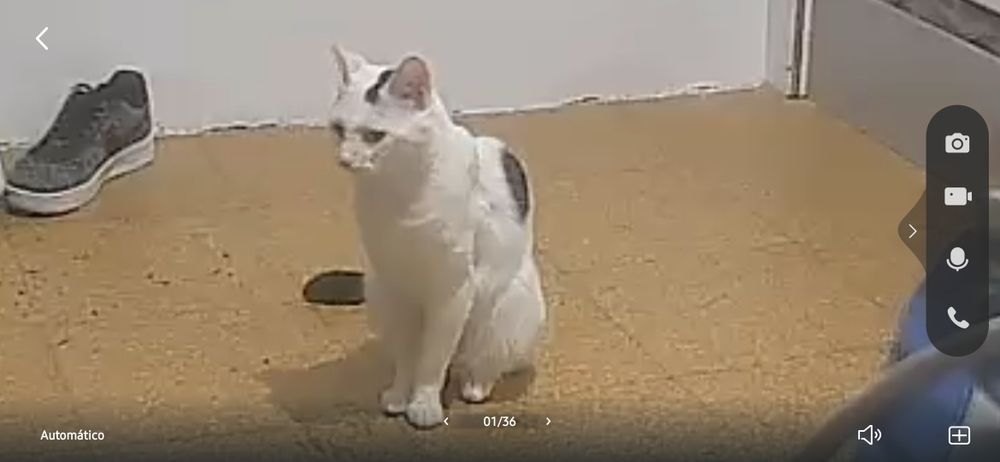 Gato 1 ano  meigo