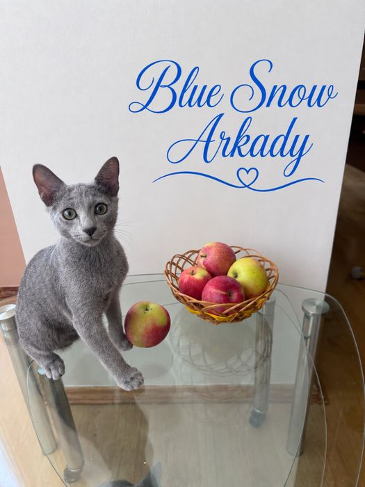 Найкраща пропозиція! Russin Blue кошеня. Blue Snow Arkady. Хлопчик.