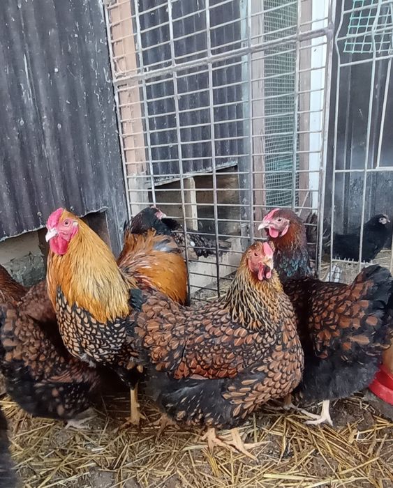 Jaja  lęgowe Wyandotte