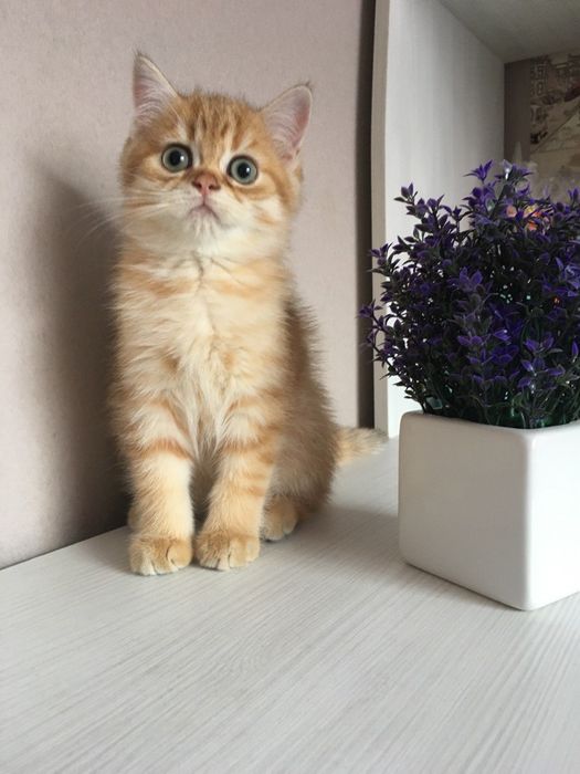 Золота шиншила, хлопчик красавчик