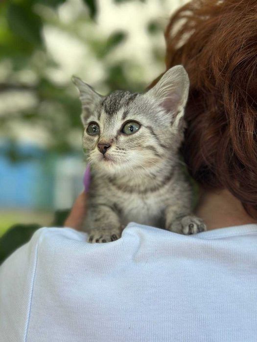 Кошеня Компот, 1,5 місяці, в пошуках дому.