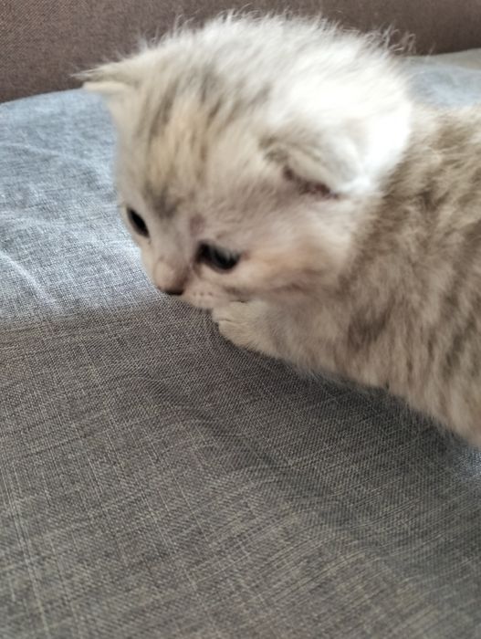 Шотландські висловухі кошенята