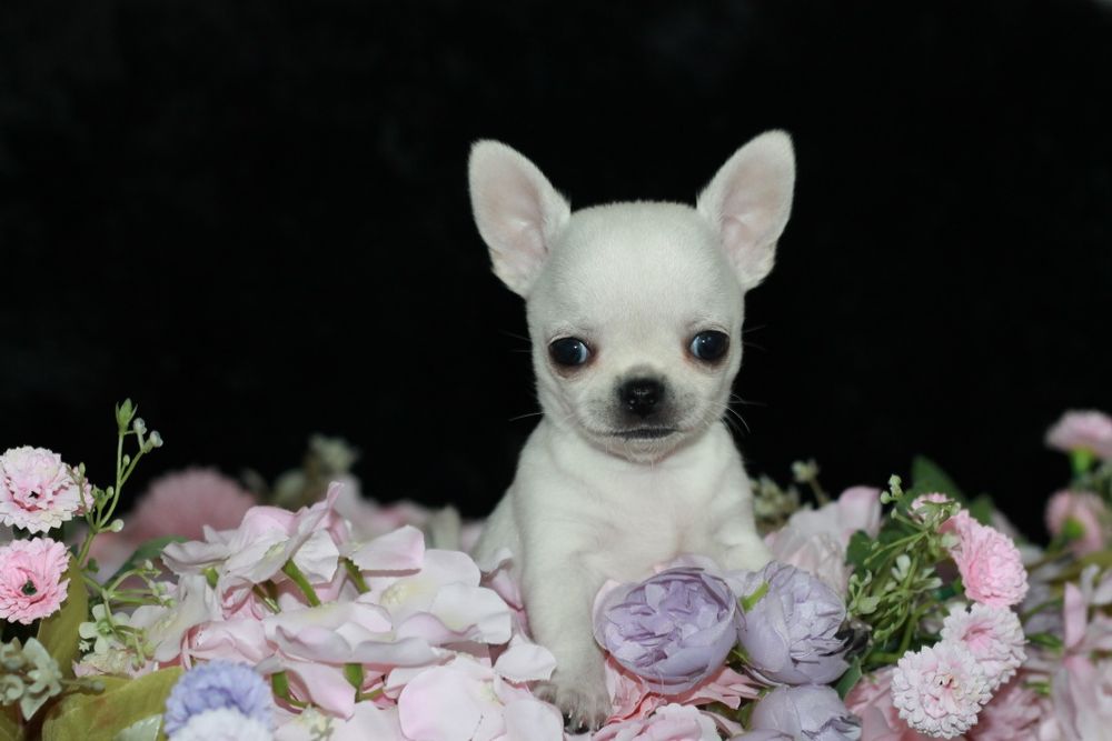 Chihuahua długowłosy chłopiec ZKwP FCI