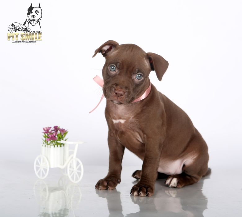 Лучшая девочка Американского Питбультерьера.Питбуль