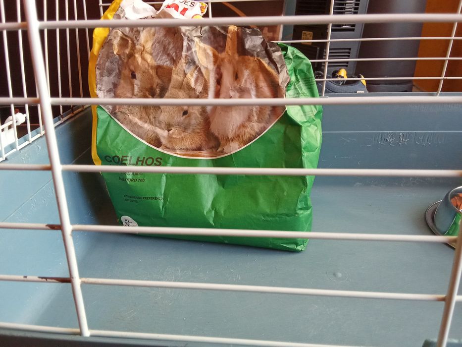 Gaiola para coelho anão