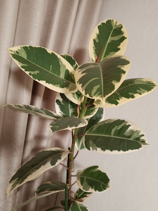 Фікус Тінеке, деревце