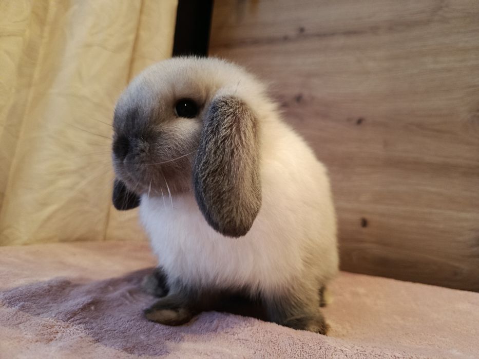Mini lop samczyk królik króliczek baranek seal point