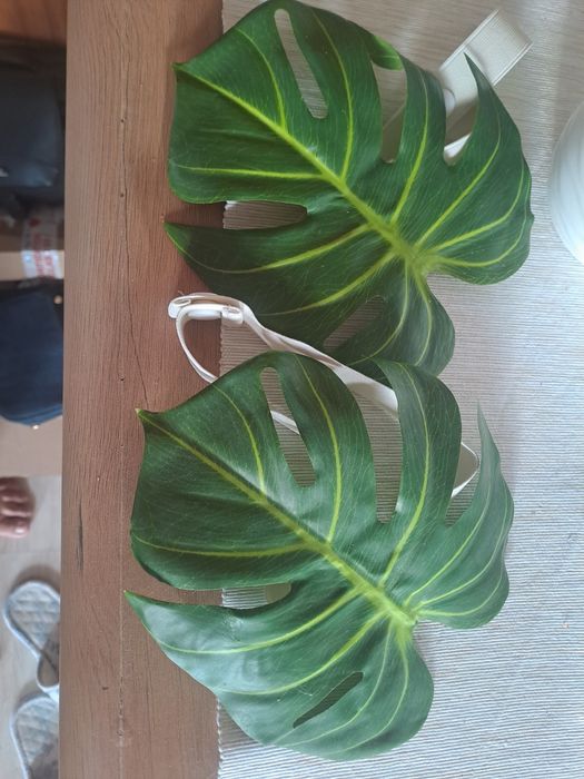 Ściągacze monstera na zasłonki