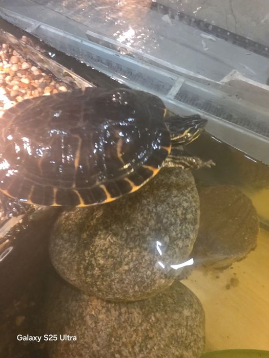 Sprzedam zówia samiczka wodno lodowe zapraszam