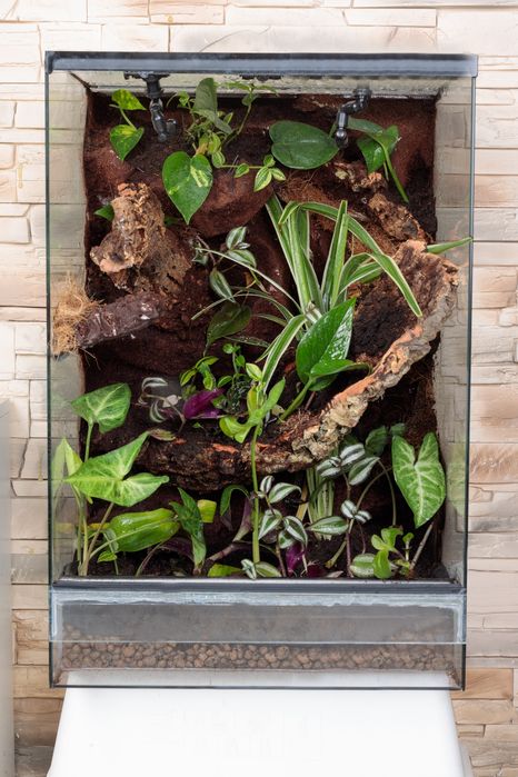 Terrarium tropikalne 40x40x60