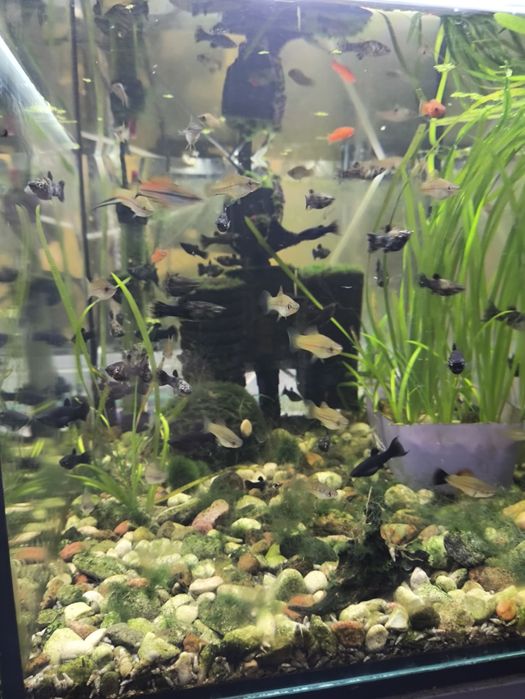 Molinezje i mieczyki