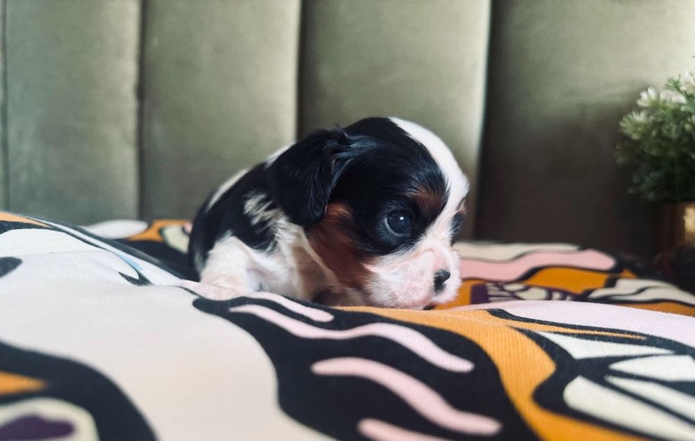 Cavallier King Charles -cudny piesek