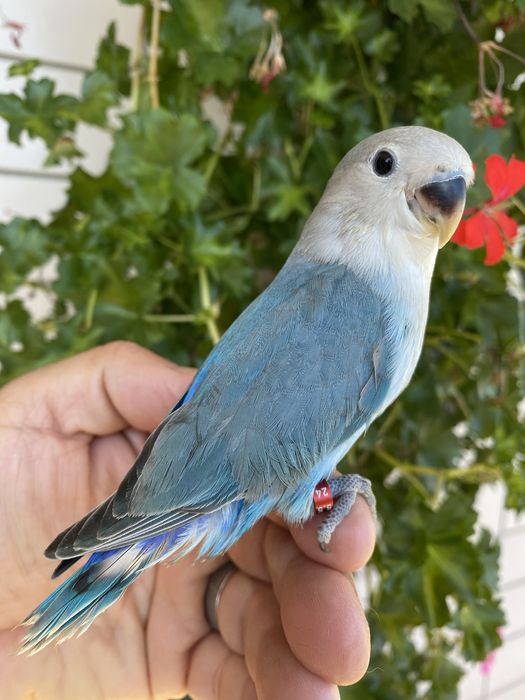 Agapornis domesticado azul