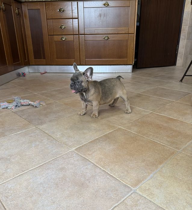 Estupenda menina blue fawn Bulldog/Bouledogue Francês de Qualidade