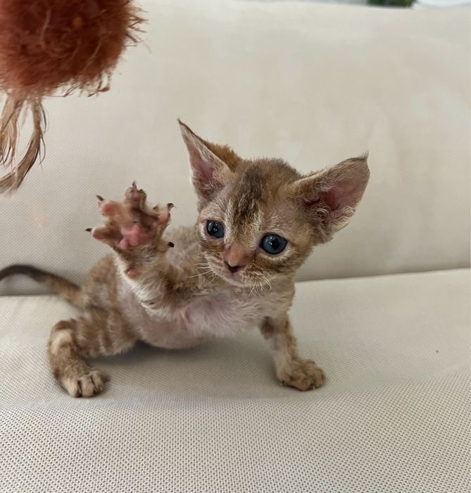 Дівчинка девон- рекс