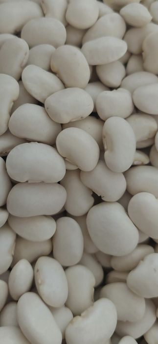 Fasola biała Jaś karłowy