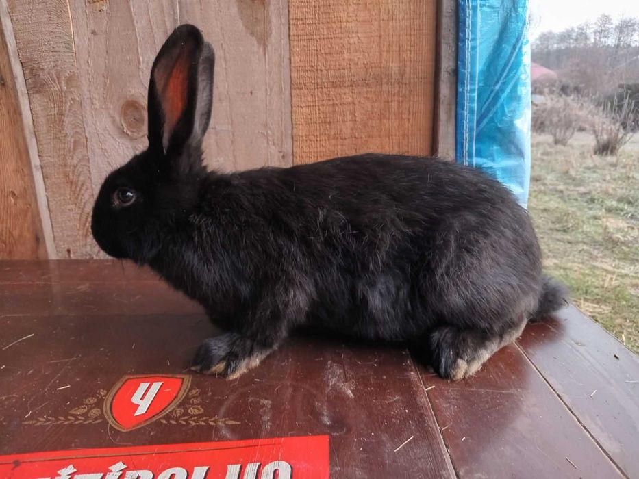 Кролі Бургундія, Каліфорнія, Фландр, строкач