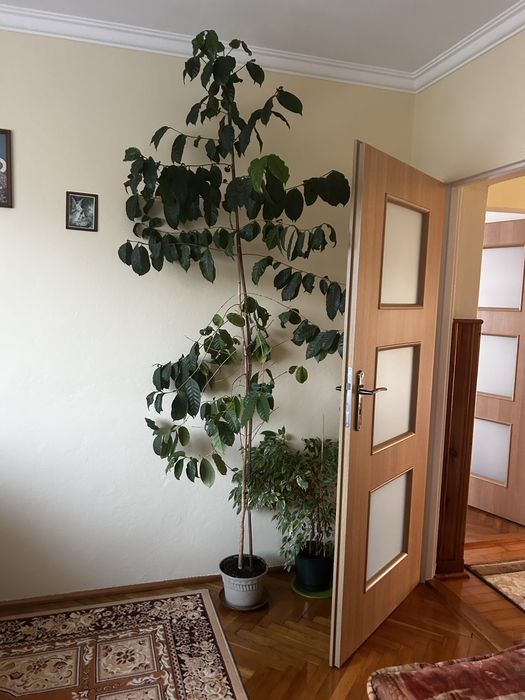 Drzewo kawowca w doniczce