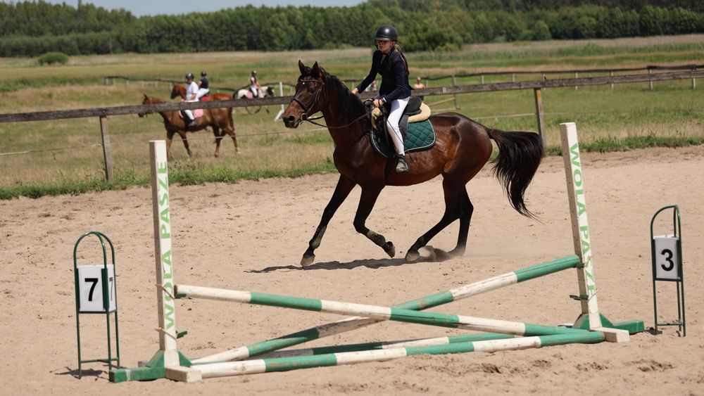 Małopolak 5 lat wydoki spokojny bryczka siodlo