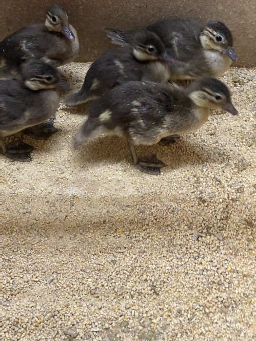 Patos mandarim e carolinos adutos.