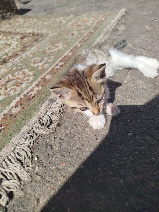 Віддам безкоштовно