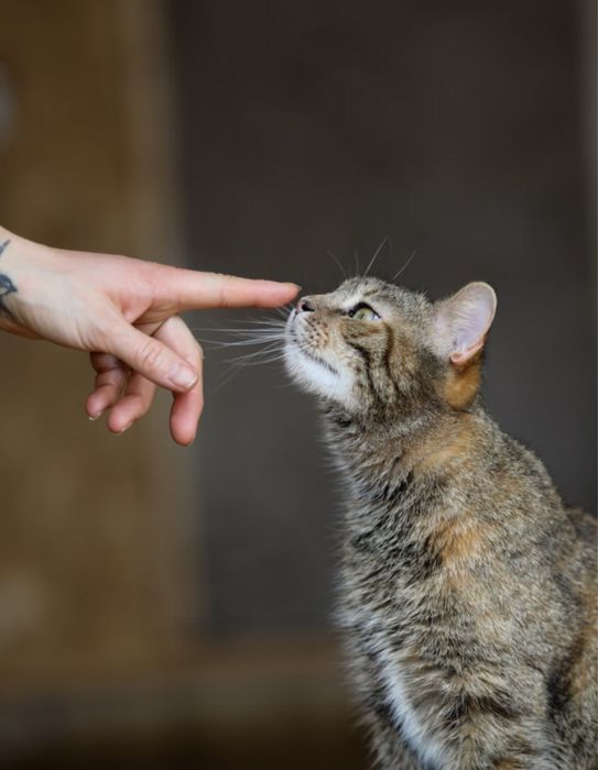 Кошечка Емодзі, маленький котенок 1 год девочка, просто чудо