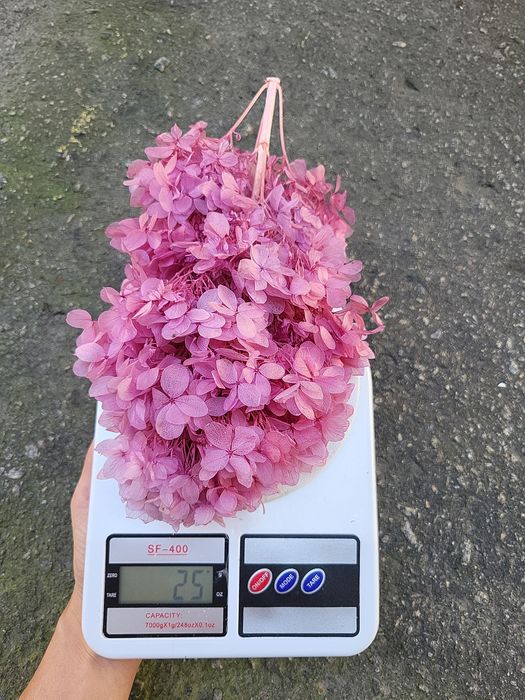 Сухоцвіти лагурус стабілізована гортензія гіпсофіла опт рускус гліксія