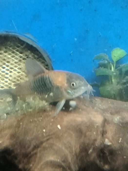Corydoras Orange Venezuela