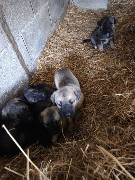 Cão da Serra da Estrela