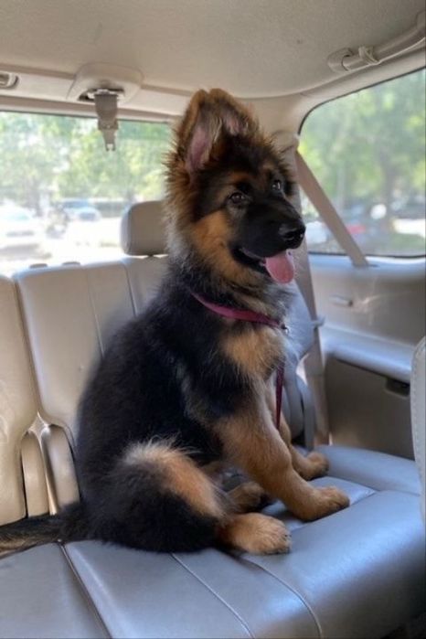 Щенок овчарка девочка