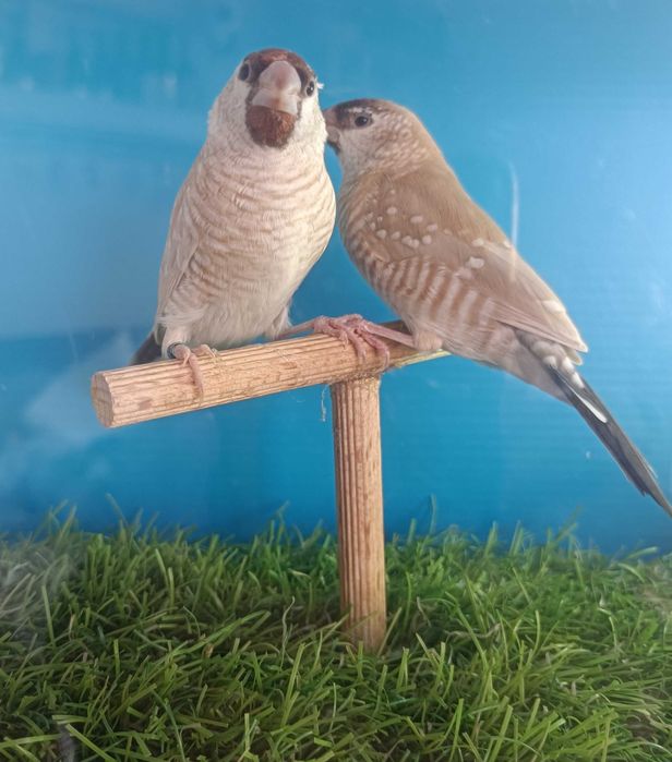 Diamantes Estrela e Diamantes Modesto(reservados) | Aves Exóticas | Torres Vedras