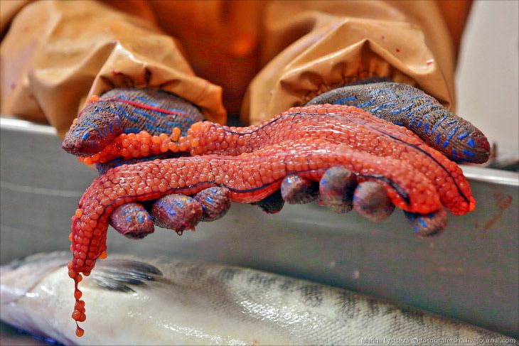 Красная икра имитированная Семга 1кг-семейства лососевых Искусственная