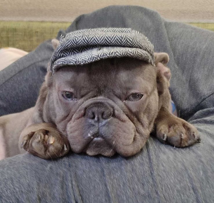 Французький бульдог .В'язка. Парубок Blue tan.