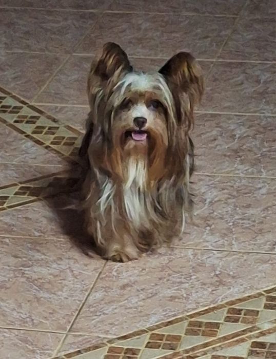 Biewer Terrier Macho Criadora Registada PT3088FL