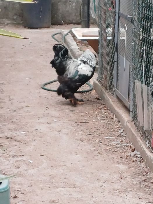 Macho  brahma dark para despensar