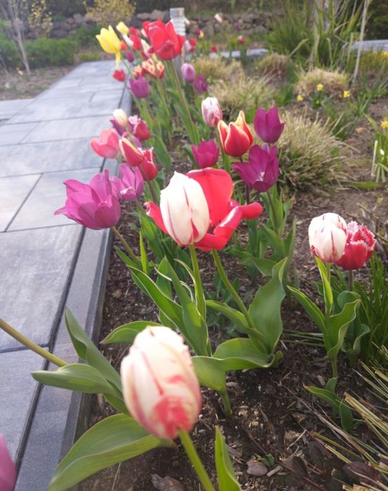 Cebulę tulipanów mix 50 szt