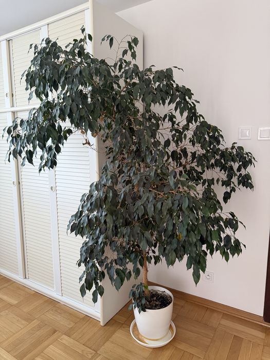 Fikus benjamin ok. 190 cm