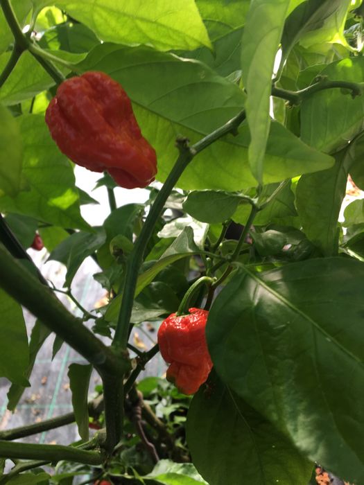 Sementes de 7 pot red