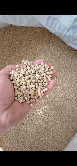 Продам горох посівний,чищений