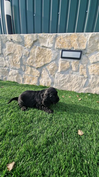 Cocker Spaniel Inglês  Preto
