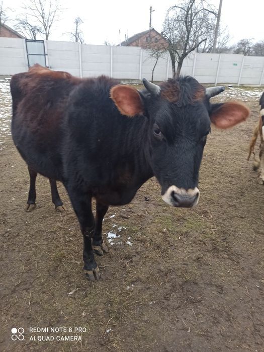 Прода корівку джесіку