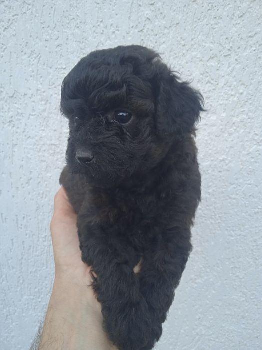 Мальтіпу кращі щенки