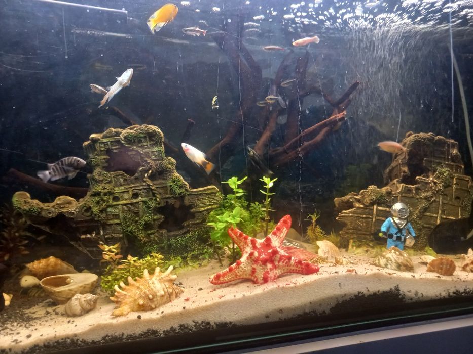 Sprzedam akwarium z rybkami 180l