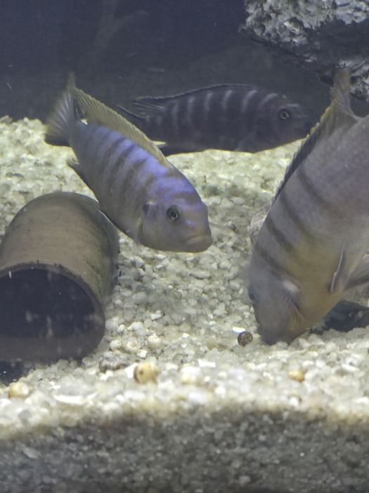 Ciclideos africanos para venda