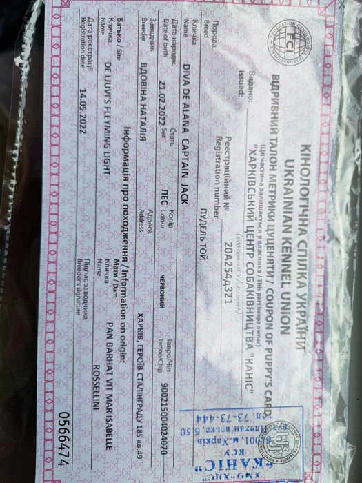 Вязка той пудель