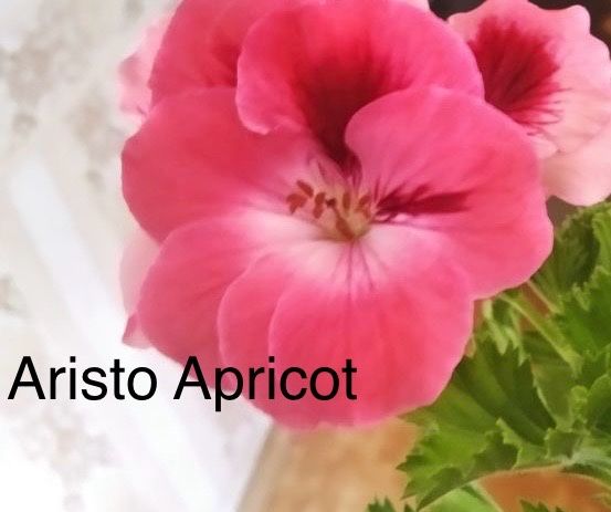 Пеларгонії королівські