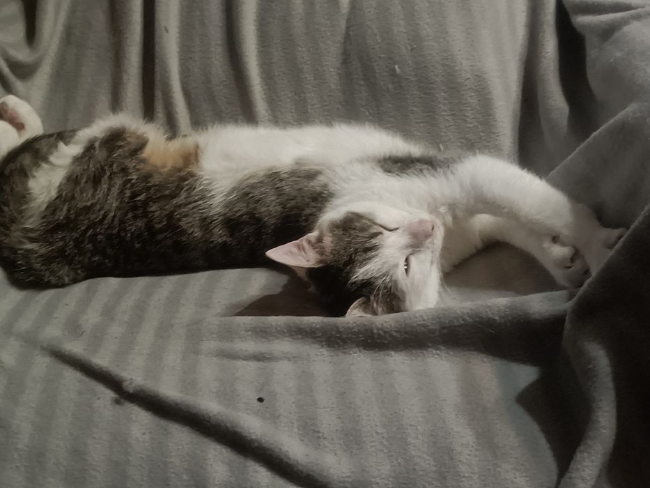 Puszysław do adopcji