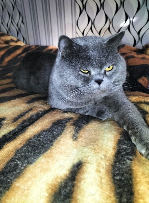 Продам шотландский котенок ( девочка)