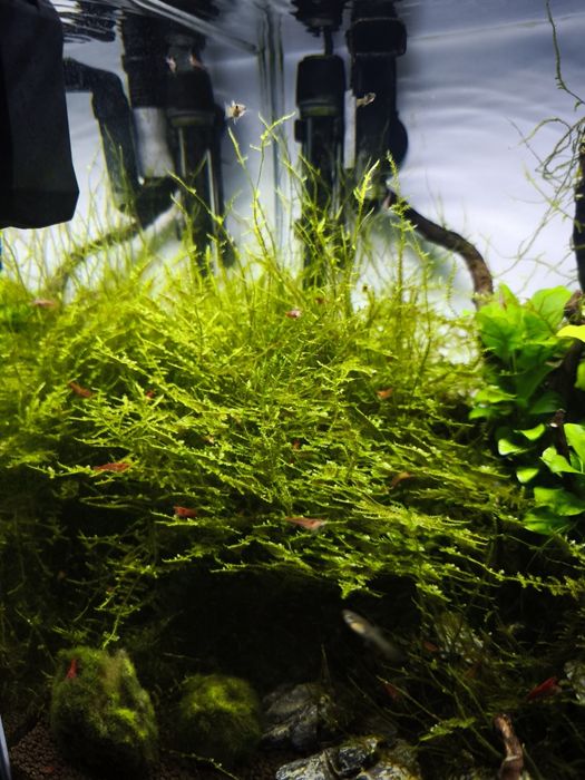 mech jawajski (Taxiphyllum barbieri)