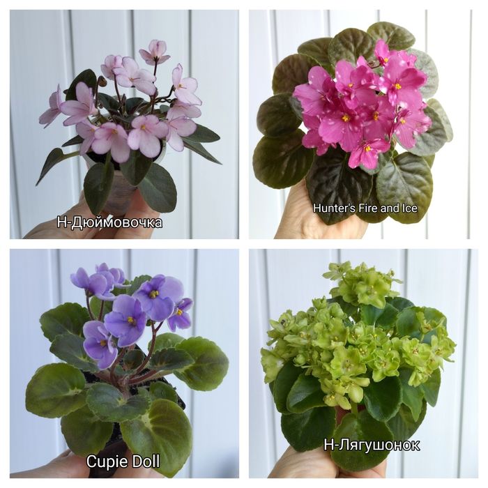 Продам фіалки міні і напівміні